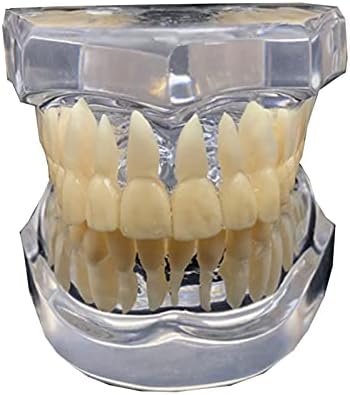 KH66ZKY Грижи за Демонстрационен Модел на Зъбите на Зъболекар Прозрачни Венците За Възрастни, Обучение, Грижа За Зъбите, Стандартен Модел Typodont, Бял